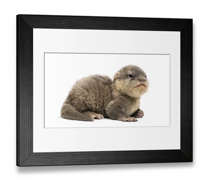 Framed Print : Baby Asian small-clawed otter, Amblonyx cinerea