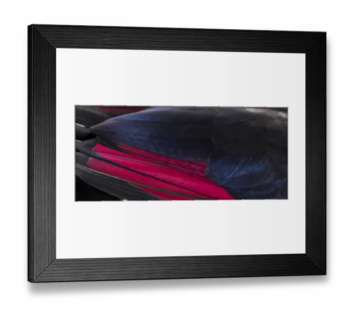 Framed Print : Close up of White-crested turacos