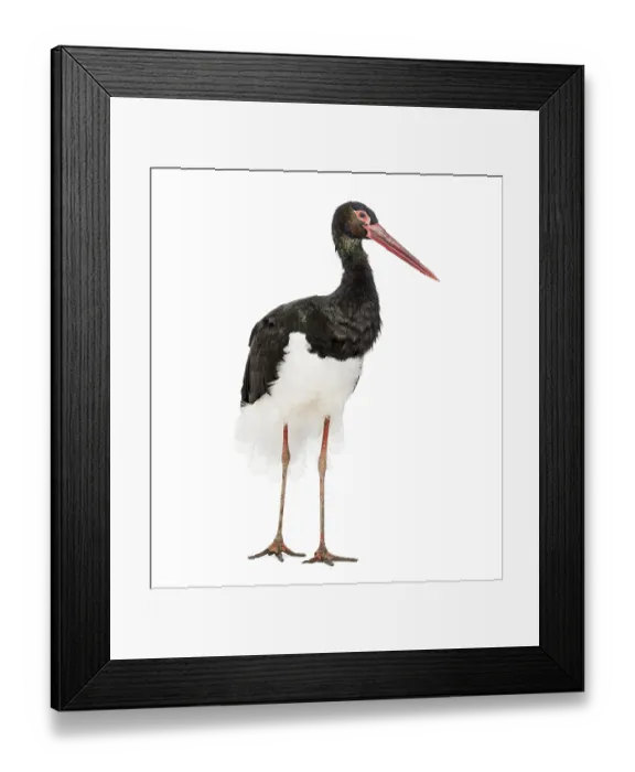 Framed Print : Black stork, Ciconia nigra, standing against white background