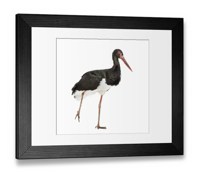 Framed Print : Black stork, Ciconia nigra, walking against white background