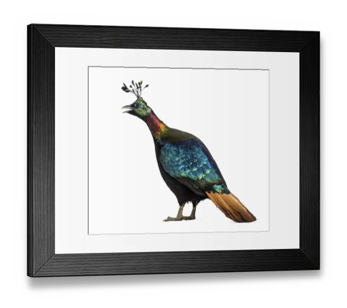 Framed Print : Himalayan monal, Lophophorus impejanus