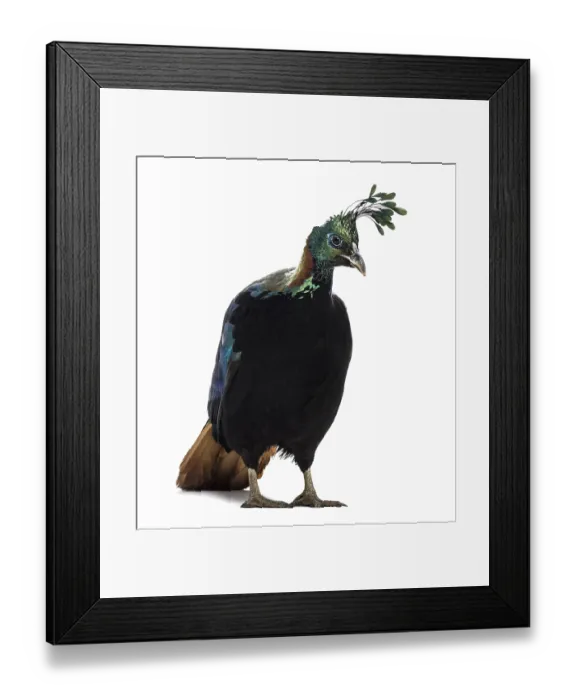 Framed Print : Himalayan monal, Lophophorus impejanus
