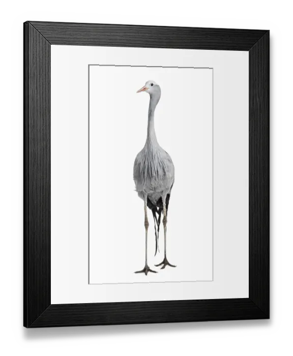 Framed Print : Blue Crane, Grus paradisea, also known as the Stanley crane and the paradise crane standing against white background Framed Print : Blue Crane, Grus paradisea, also known as the Stanley crane and the paradise crane standing against white background