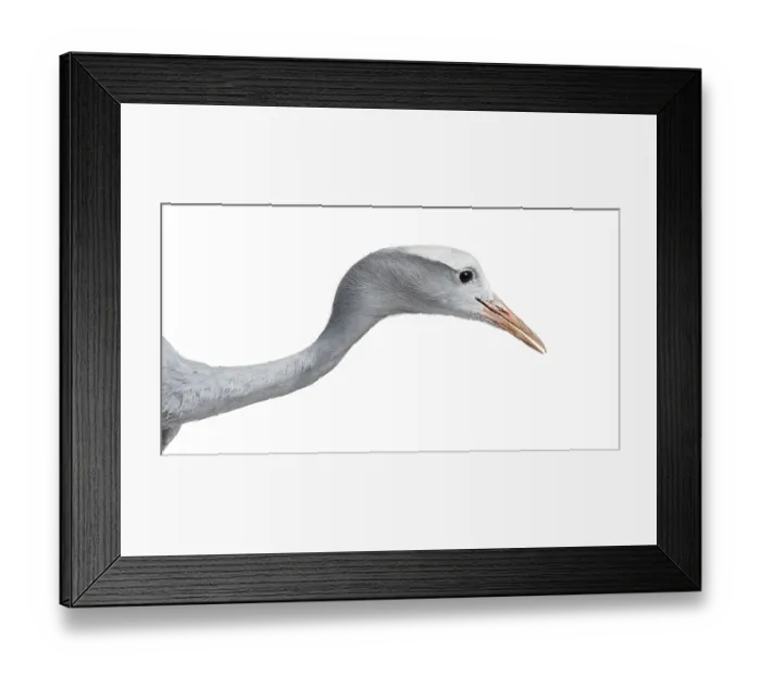Framed Print : Blue Crane, Grus paradisea, also known as the Stanley crane and the paradise crane against white background