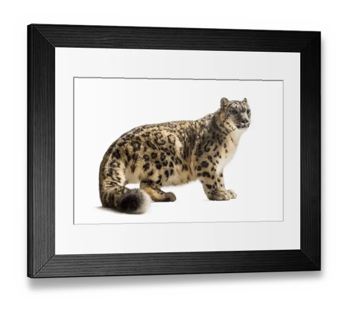 Framed Print : Snow leopard, Panthera uncia, also known as the ounce standing against white background