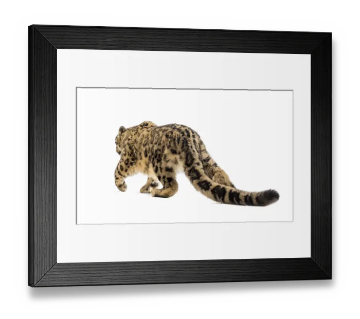 Framed Print : Snow leopard, Panthera uncia, also known as the ounce walking against white background Framed Print : Snow leopard, Panthera uncia, also known as the ounce walking against white background