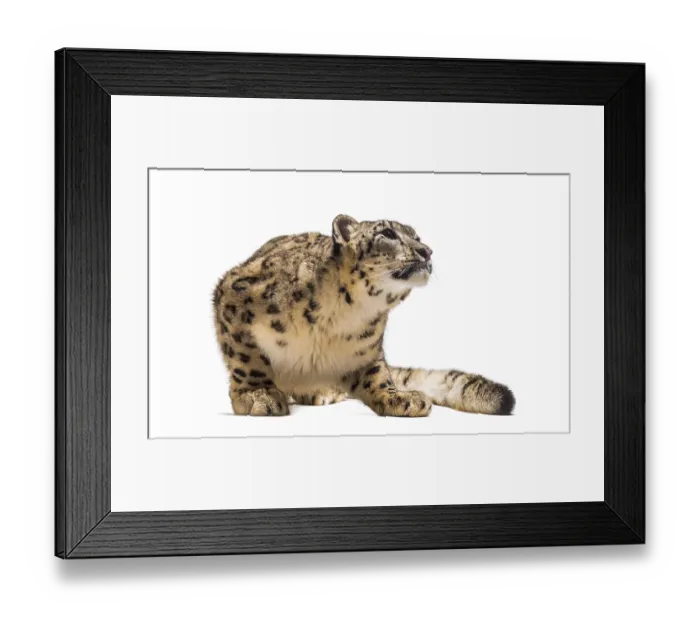 Framed Print : Snow leopard, Panthera uncia, also known as the ounce sitting against white background