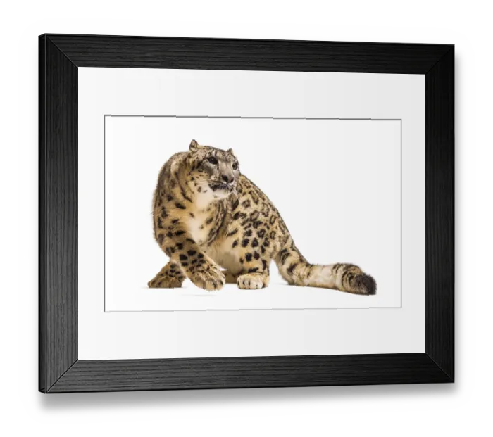 Framed Print : Snow leopard, Panthera uncia, also known as the ounce sitting against white background