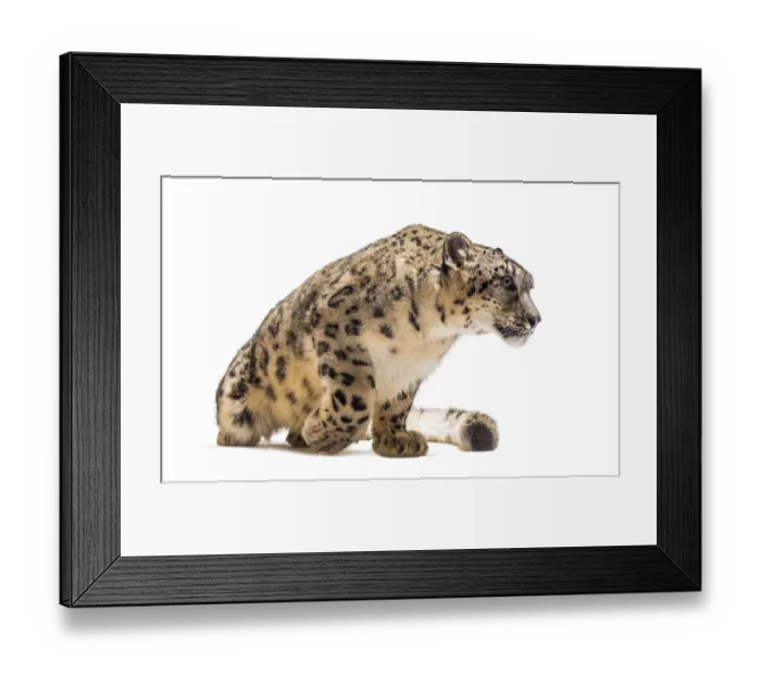 Framed Print : Snow leopard, Panthera uncia, also known as the ounce sitting against white background