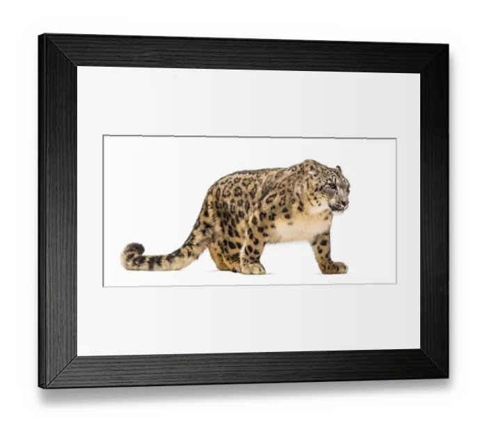 Framed Print : Snow leopard, Panthera uncia, also known as the ounce walking against white background