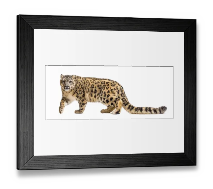 Framed Print : Snow leopard, Panthera uncia, also known as the ounce walking against white background Framed Print : Snow leopard, Panthera uncia, also known as the ounce walking against white background