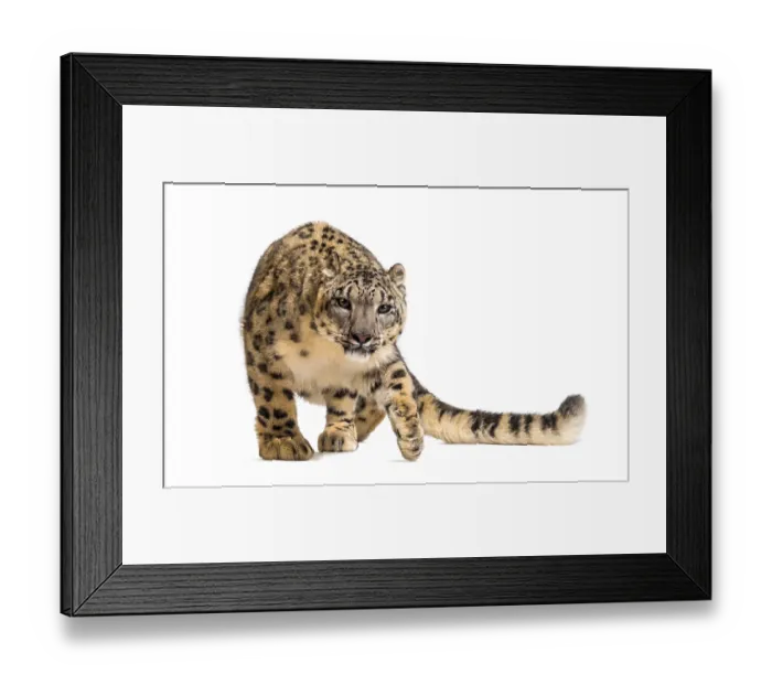 Framed Print : Snow leopard, Panthera uncia, also known as the ounce walking against white background Framed Print : Snow leopard, Panthera uncia, also known as the ounce walking against white background