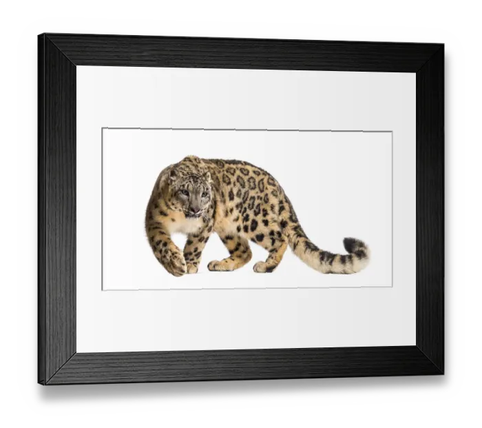 Framed Print : Snow leopard, Panthera uncia, also known as the ounce walking against white background Framed Print : Snow leopard, Panthera uncia, also known as the ounce walking against white background
