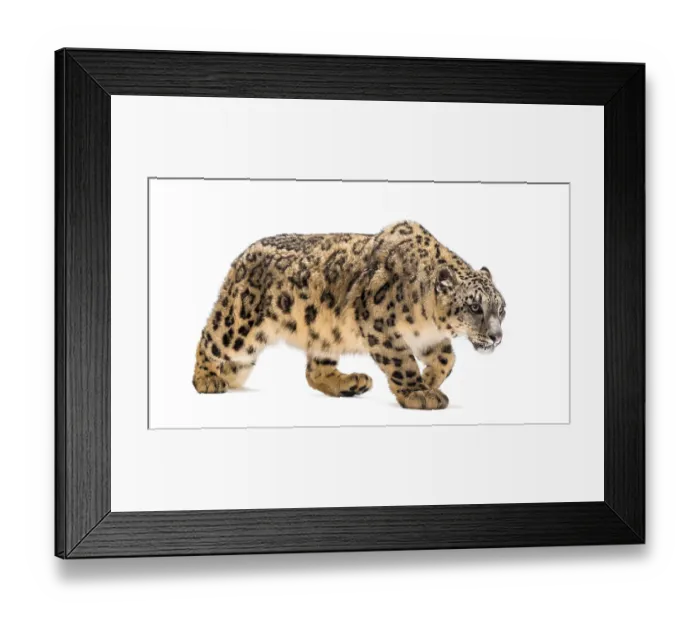 Framed Print : Snow leopard, Panthera uncia, also known as the ounce walking against white background Framed Print : Snow leopard, Panthera uncia, also known as the ounce walking against white background
