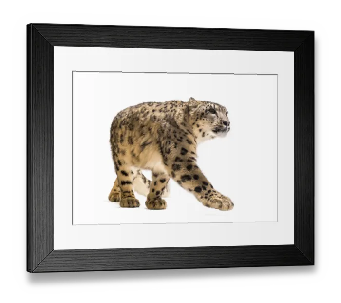 Framed Print : Snow leopard, Panthera uncia, also known as the ounce walking against white background