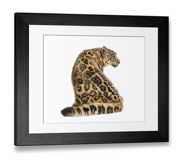 Framed Print : Snow leopard, Panthera uncia, also known as the ounce walking against white background