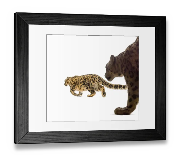 Framed Print : Snow leopard, Panthera uncia, also known as the ounce walking against white background