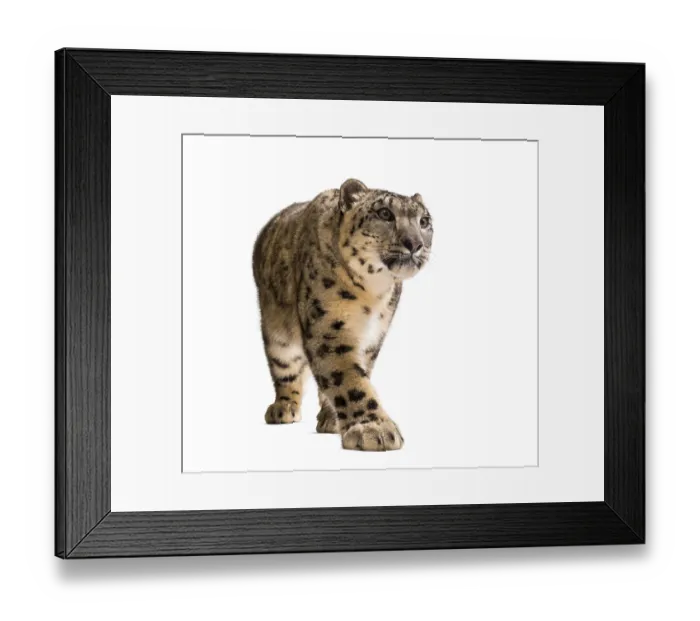Framed Print : Snow leopard, Panthera uncia, also known as the ounce walking against white background
