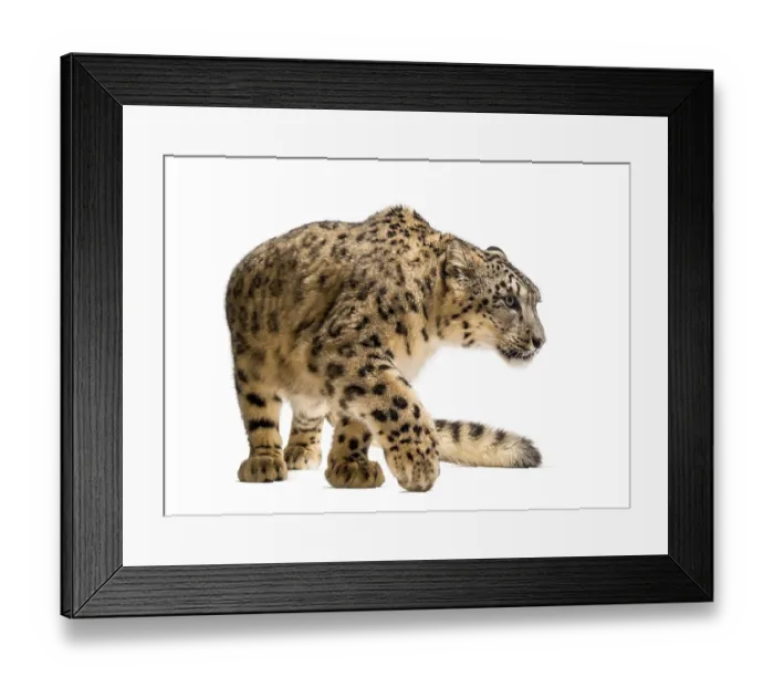 Framed Print : Snow leopard, Panthera uncia, also known as the ounce walking against white background