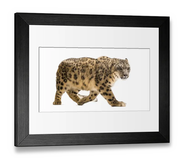 Framed Print : Snow leopard, Panthera uncia, also known as the ounce walking against white background Framed Print : Snow leopard, Panthera uncia, also known as the ounce walking against white background