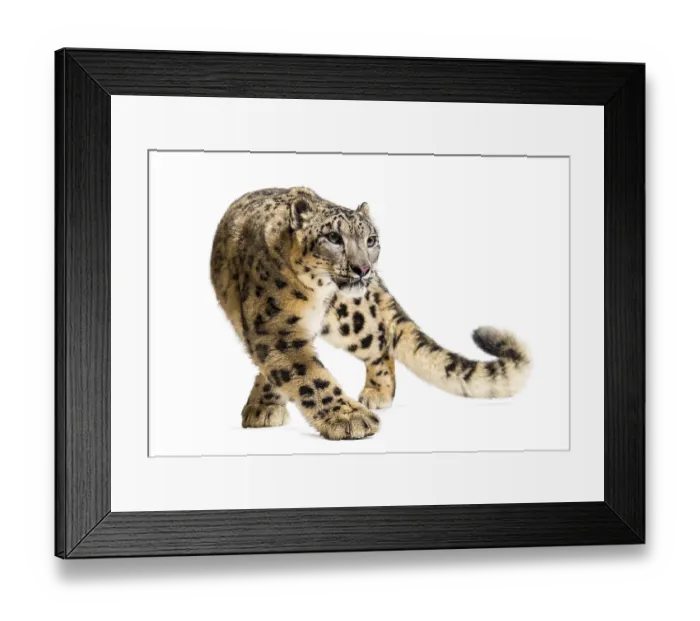 Framed Print : Snow leopard, Panthera uncia, also known as the ounce walking against white background Framed Print : Snow leopard, Panthera uncia, also known as the ounce walking against white background