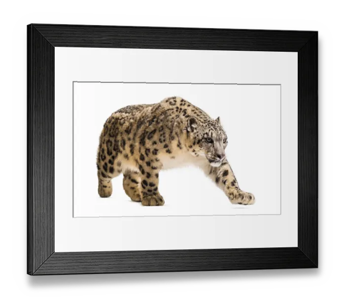 Framed Print : Snow leopard, Panthera uncia, also known as the ounce walking against white background