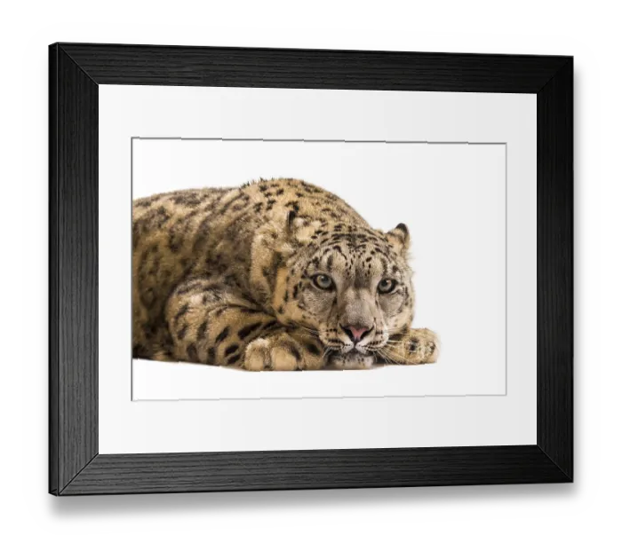 Framed Print : Snow leopard, Panthera uncia, also known as the ounce lying down against white background