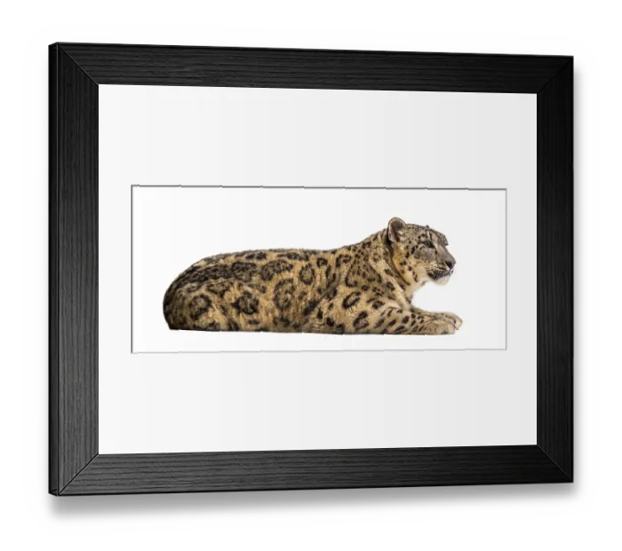 Framed Print : Snow leopard, Panthera uncia, also known as the ounce lying down against white background Framed Print : Snow leopard, Panthera uncia, also known as the ounce lying down against white background