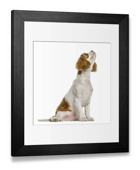 Framed Print : Cavalier King Charles Spaniel puppy looking up