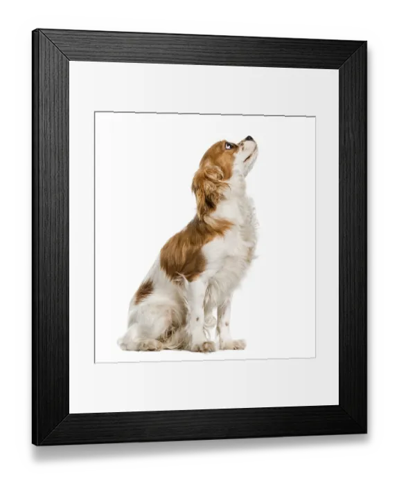 Framed Print : Cavalier King Charles Spaniel looking up