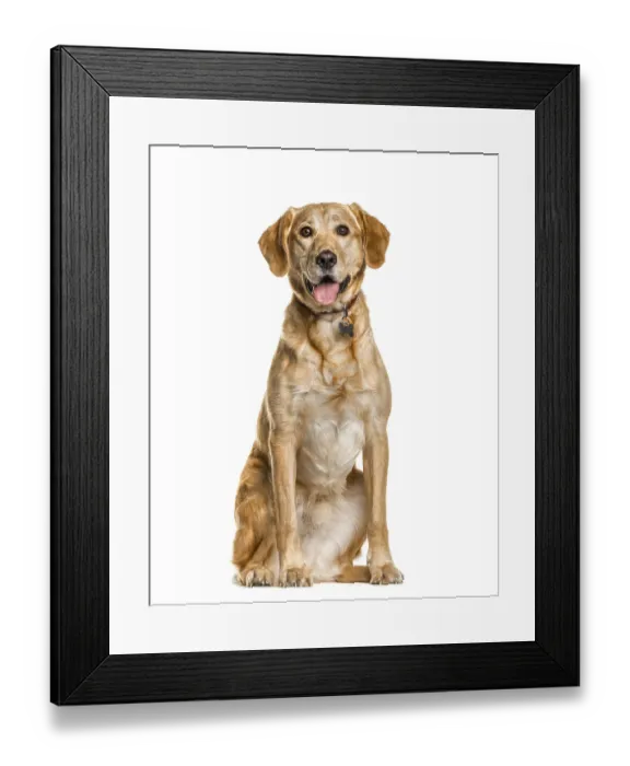 Framed Print : Mixed breeded dog sitting and panting Framed Print : Mixed breeded dog sitting and panting