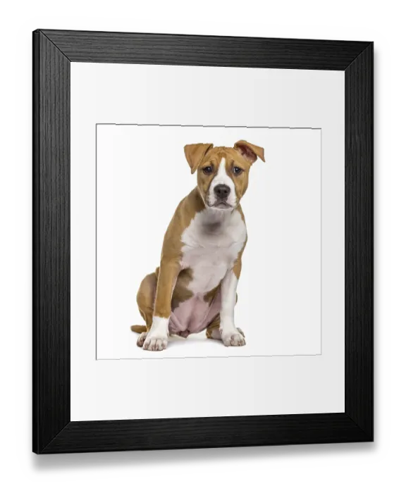 Framed Print : American Staffordshire Terrier puppy