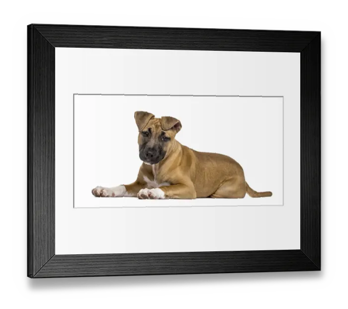 Framed Print : American Staffordshire Terrier puppy lying Framed Print : American Staffordshire Terrier puppy lying