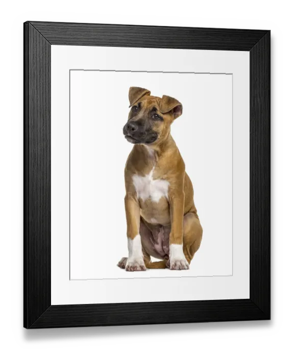 Framed Print : American Staffordshire Terrier puppy (4 months old) Framed Print : American Staffordshire Terrier puppy (4 months old)