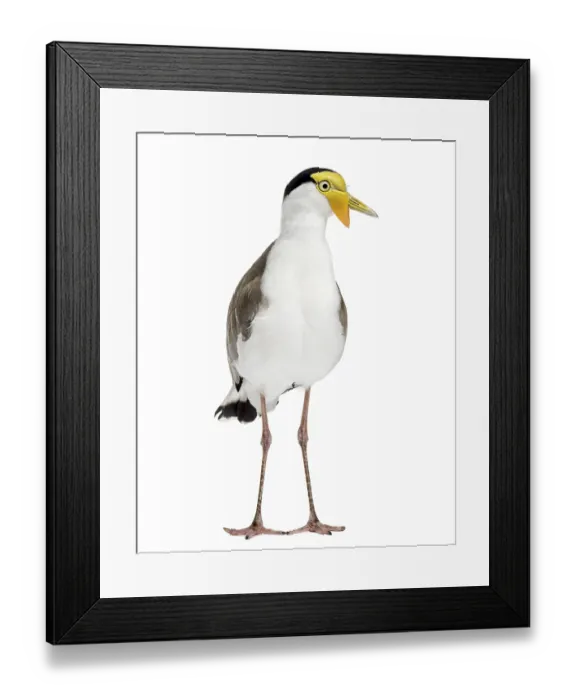 Framed Print : Masked lapwing standing in front of a white background Framed Print : Masked lapwing standing in front of a white background