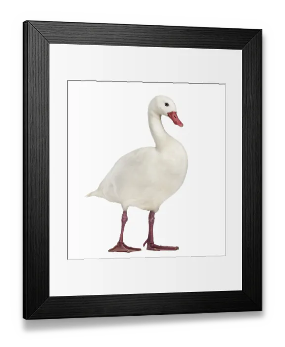 Framed Print : Waterfowl syanding, isolated on white Framed Print : Waterfowl syanding, isolated on white
