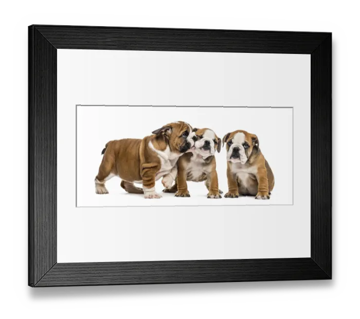 Framed Print : Bulldog puppies cuddling, isolated on white Framed Print : Bulldog puppies cuddling, isolated on white