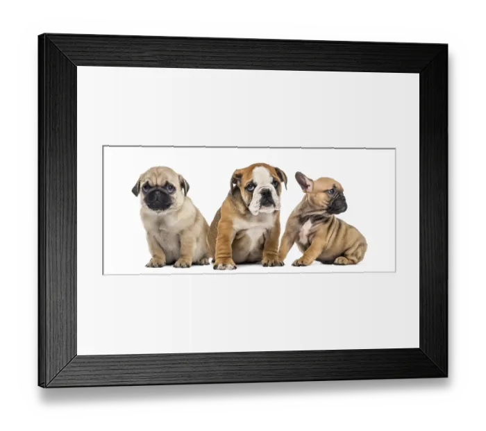 Framed Print : Three puppies side by side, isolated on white
