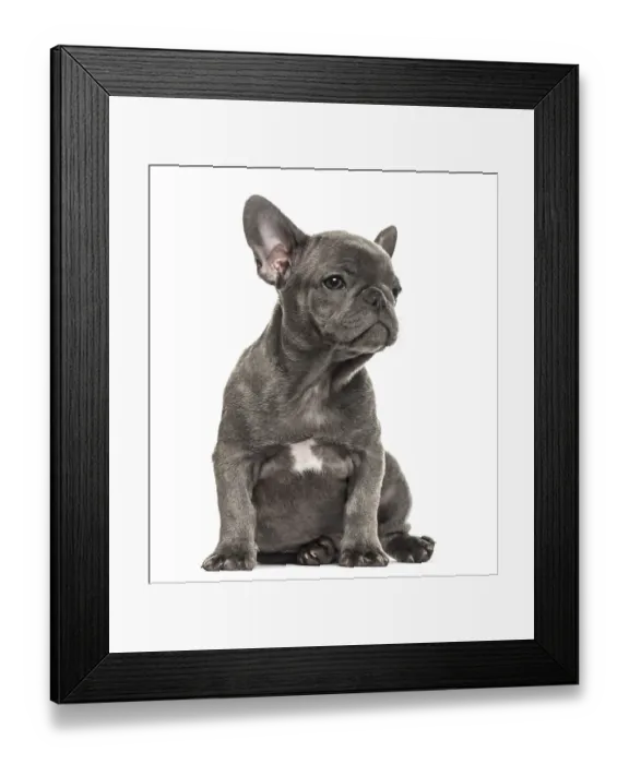 Framed Print : Grey french bulldog sitting, isolated on white Framed Print : Grey french bulldog sitting, isolated on white