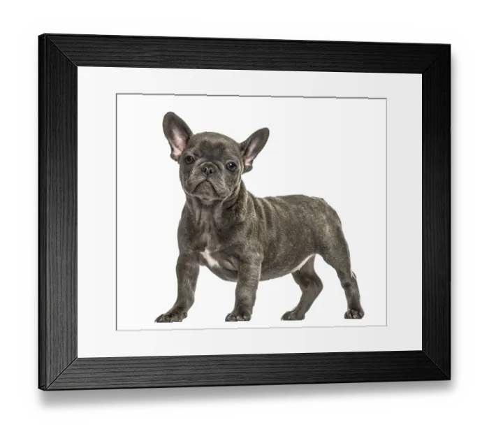 Framed Print : Grey french bulldog standing, isolated on white