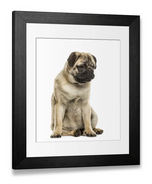 Framed Print : Pug sitting, isolated on white