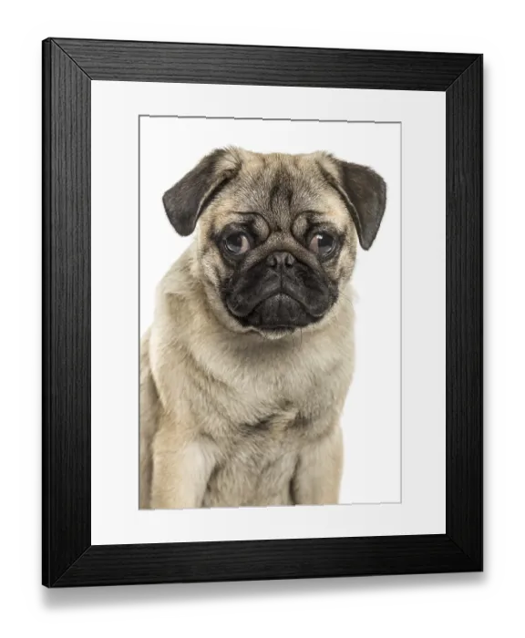 Framed Print : Close-up of a pug sitting, isolated on white