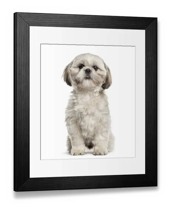 Framed Print : Shih tzu sitting, isolated on white