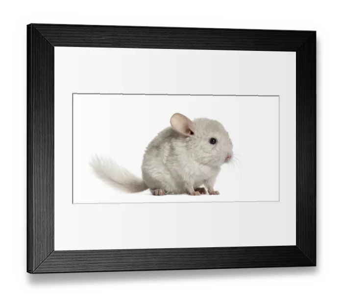 Framed Print : White chinhilla standing, isolated on white Framed Print : White chinhilla standing, isolated on white