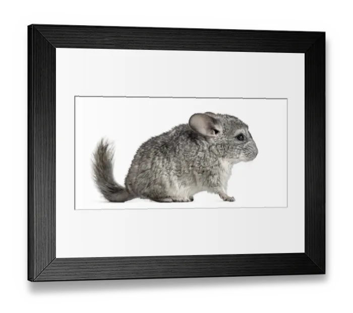 Framed Print : Grey chinchilla standing, isolated on white Framed Print : Grey chinchilla standing, isolated on white