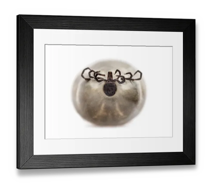 Framed Print : Filled Female adult tick, isolated on white