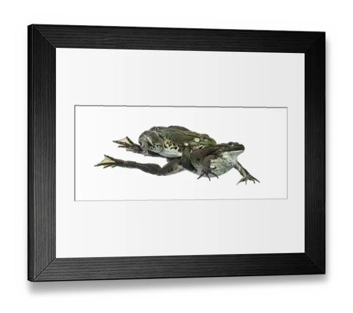 Framed Print : Male and female frog copulating, isolated on white Framed Print : Male and female frog copulating, isolated on white