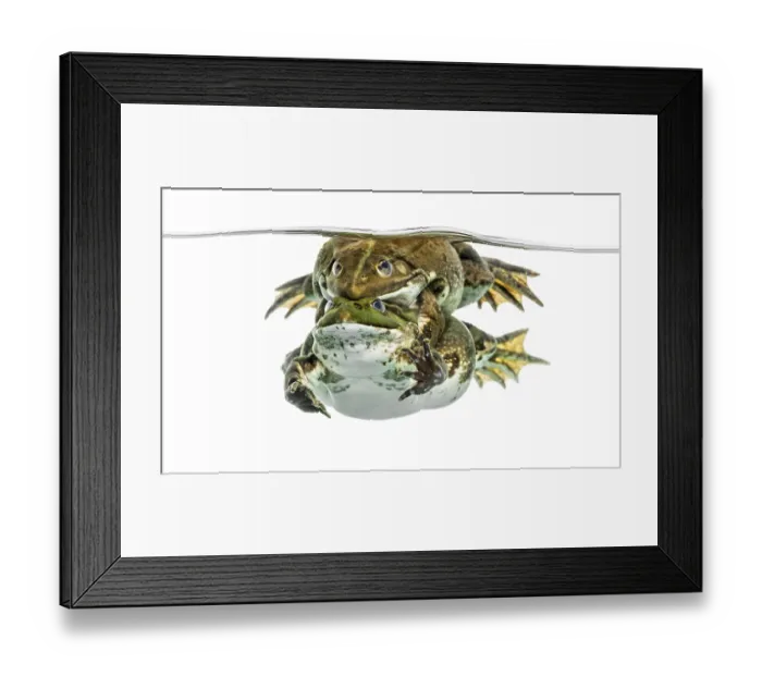 Framed Print : Frogs copulating under clear water Framed Print : Frogs copulating under clear water