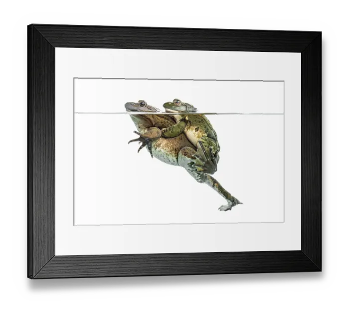 Framed Print : Frogs copulating under clear water