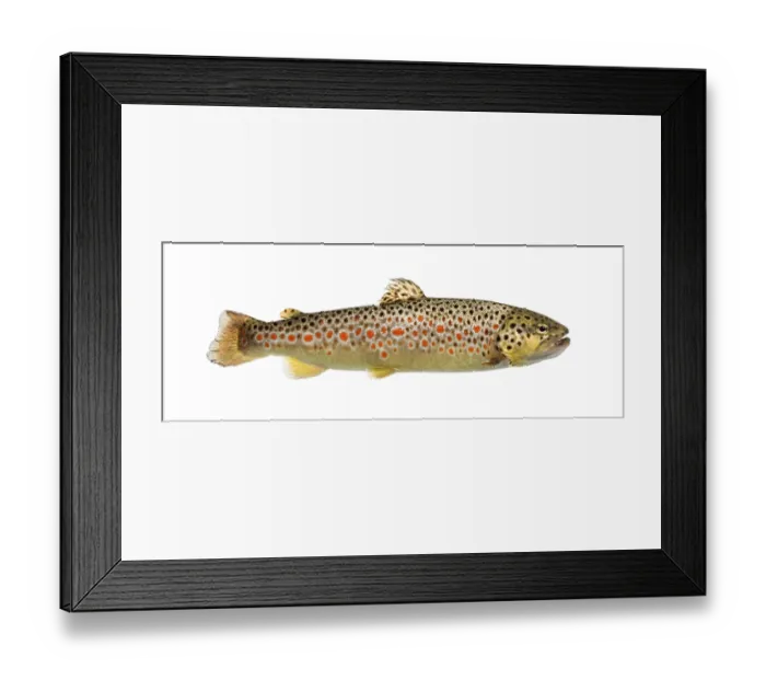 Framed Print : Brown trout swimming, isolated on white